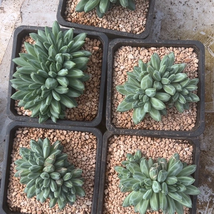 青花瓷群生店庆福利