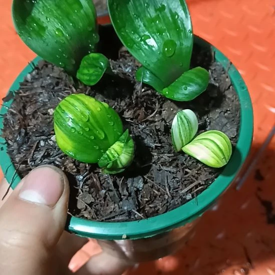 君子兰小苗君子兰小苗