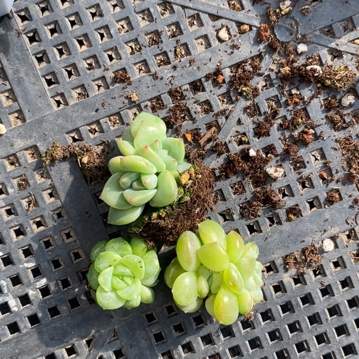 月儿 t1t7t23颗 11.25