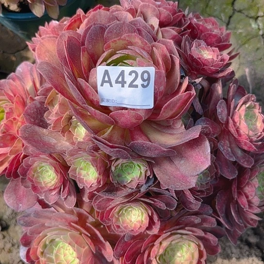 抹茶法师手捧8-4