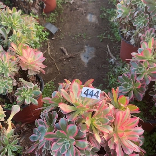 无花朵女郎444号不包断枝