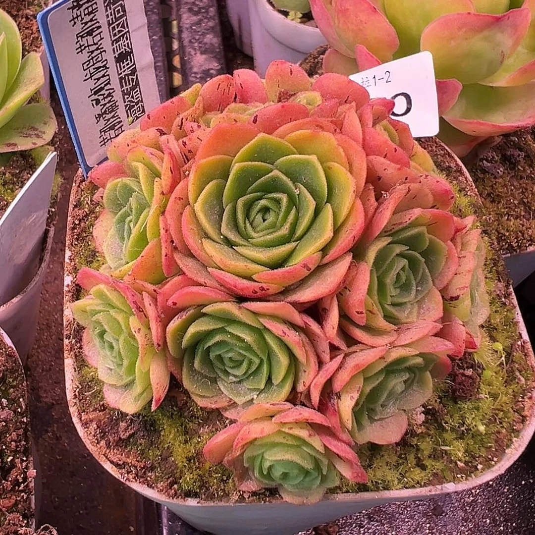 予***এ糖糖530若初x各种