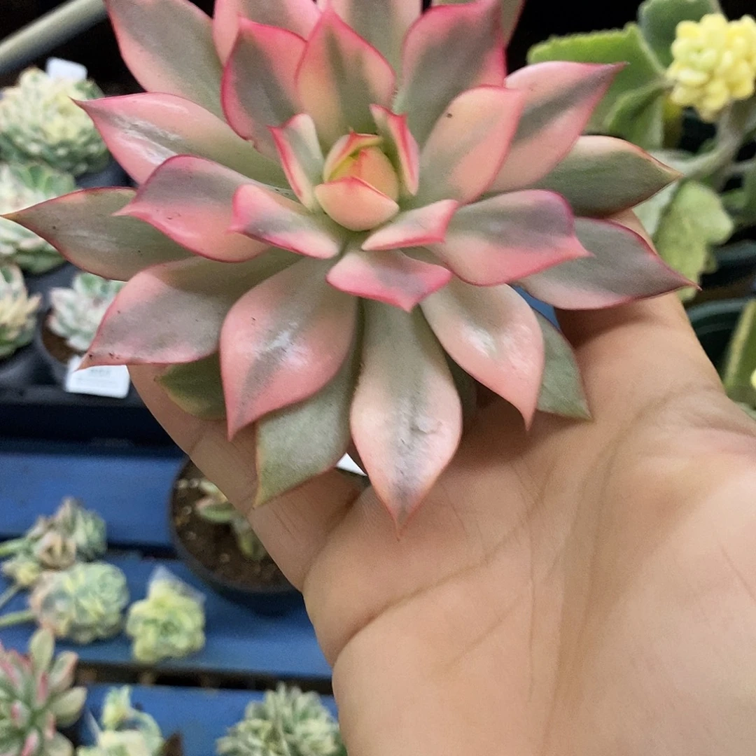 852宝莲灯大锦边多肉植物