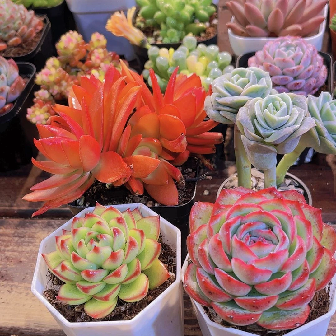 万花筒➕月亮石➕侧影➕可爱玫瑰3颗