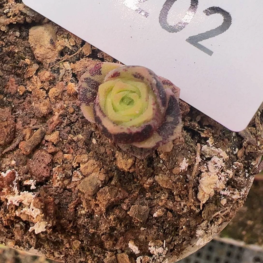 杨202 潘x各种 咪咪小