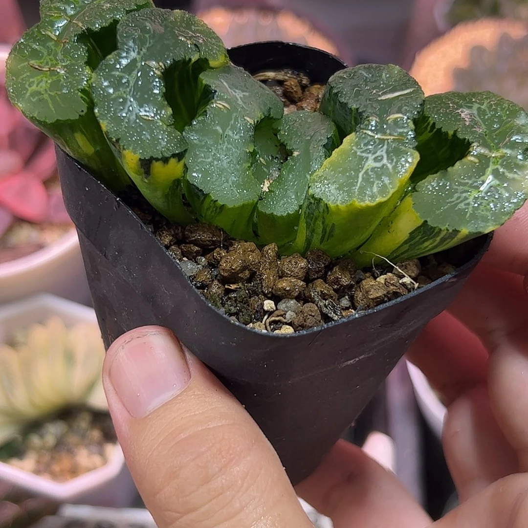 广重锦十二卷多肉植物