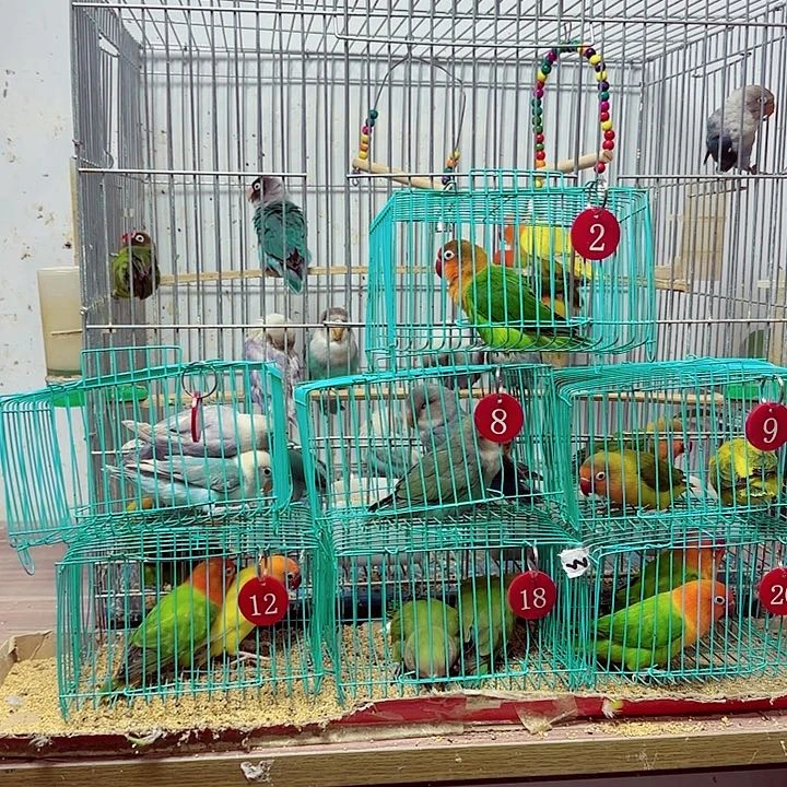 木***丁桃脸牡丹鹦鹉爱情鸟一只