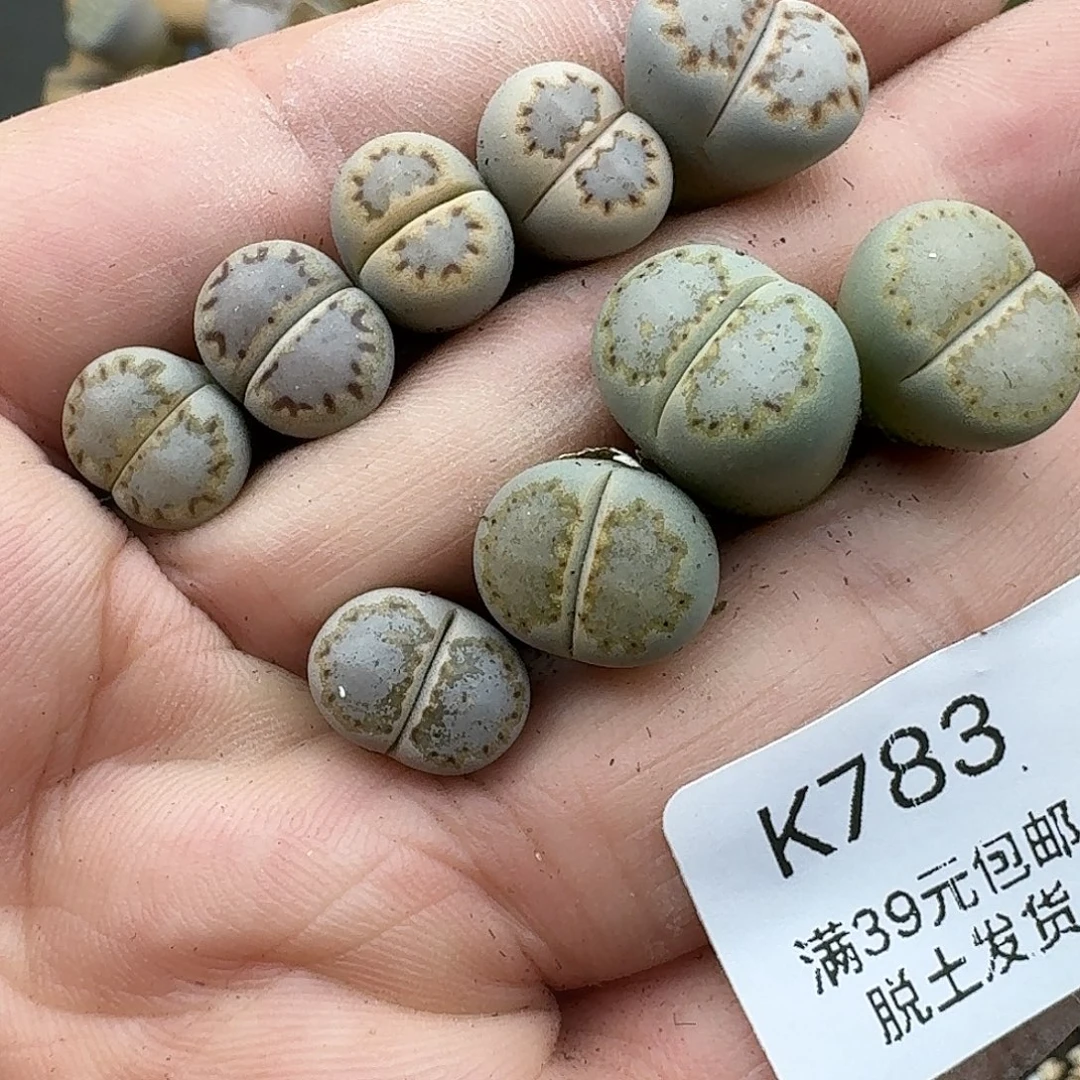 _***安783多肉哈哈哈哈哈哈好怪