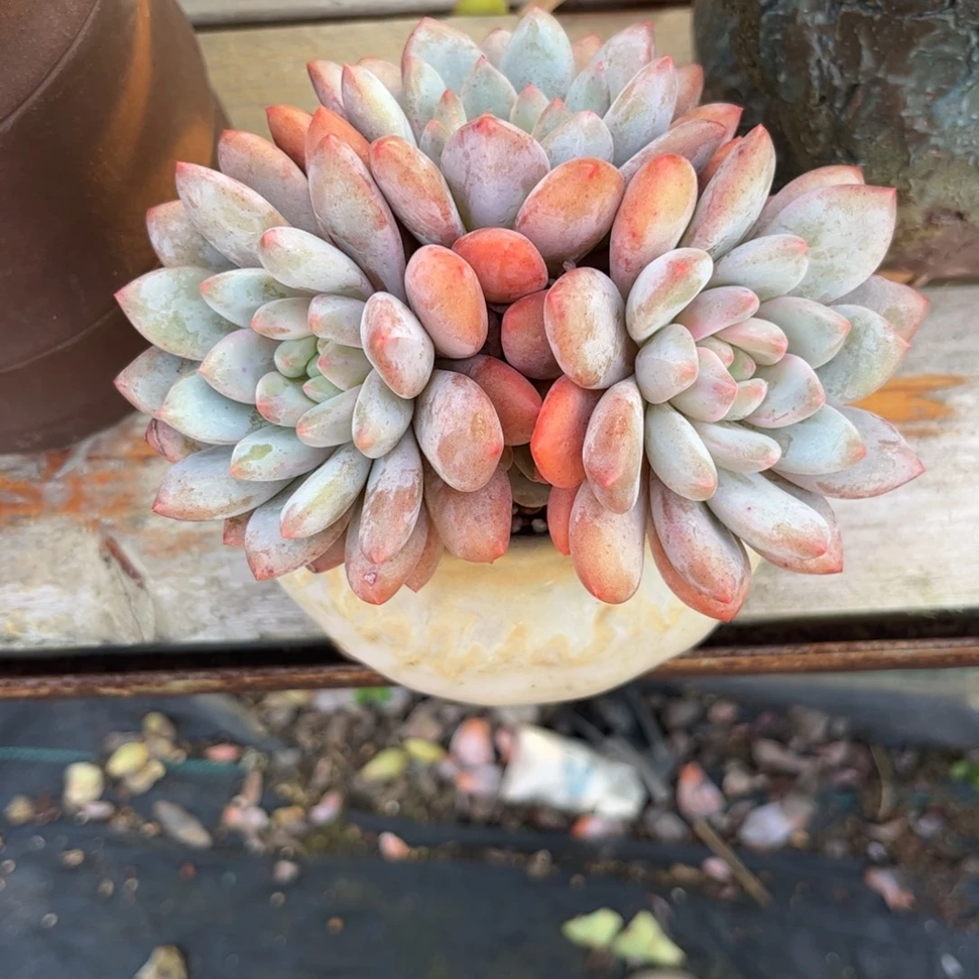 飞****111111111111111111