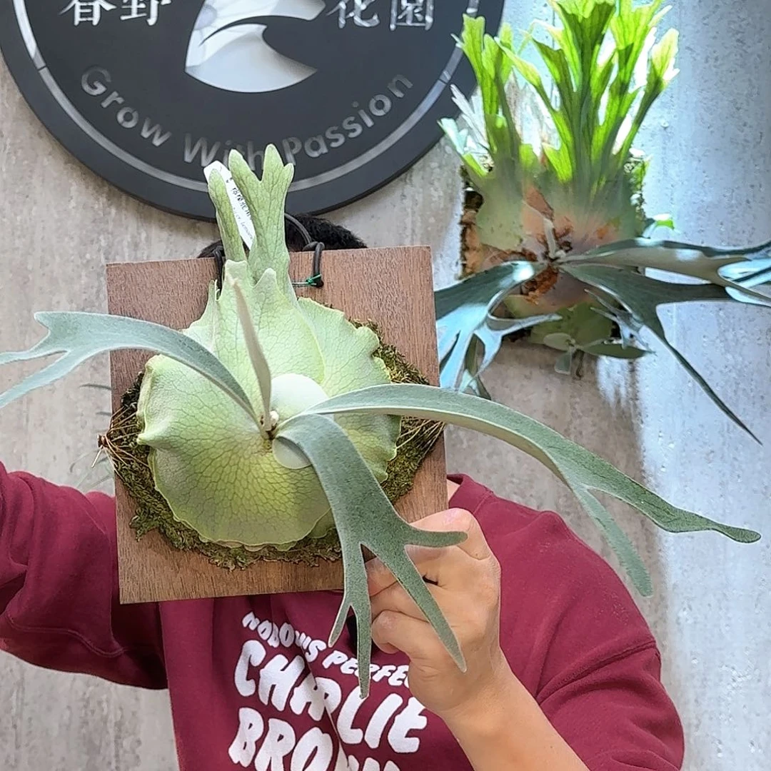 不开花植物柠檬鹿角蕨