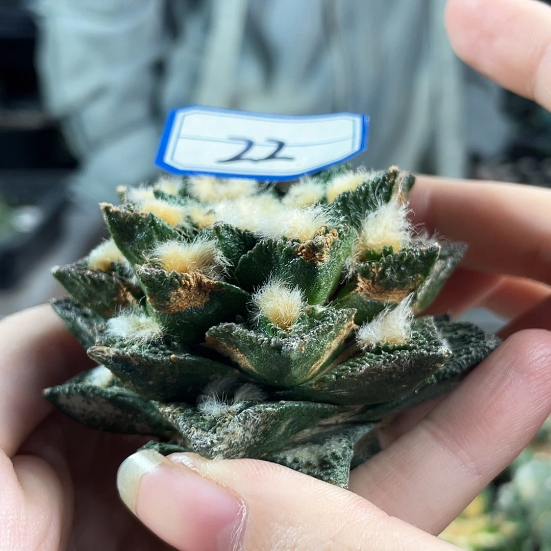 22号自根战损博士牡丹