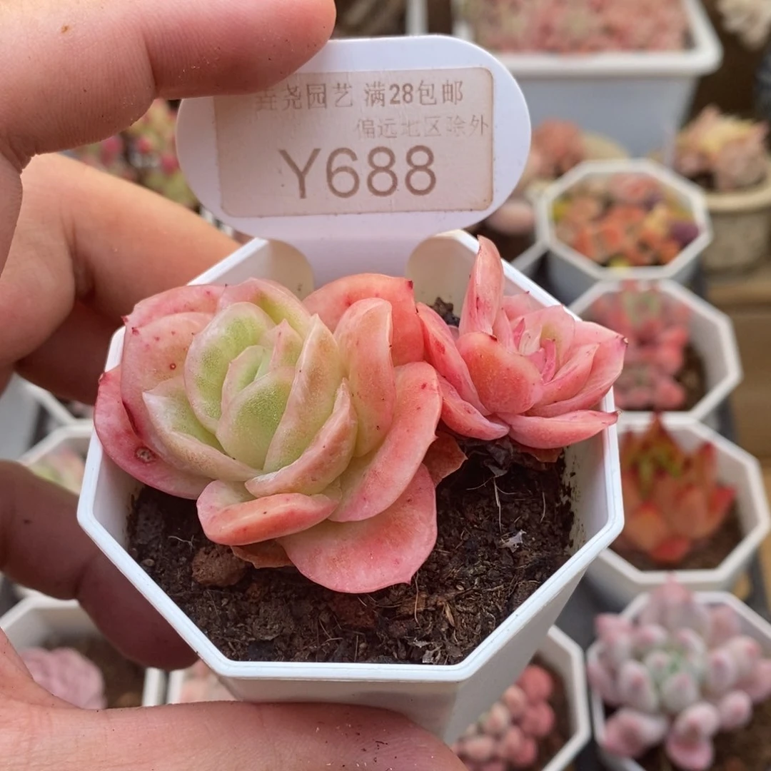 ㋛***儿0688冰玫瑰6.5厘米