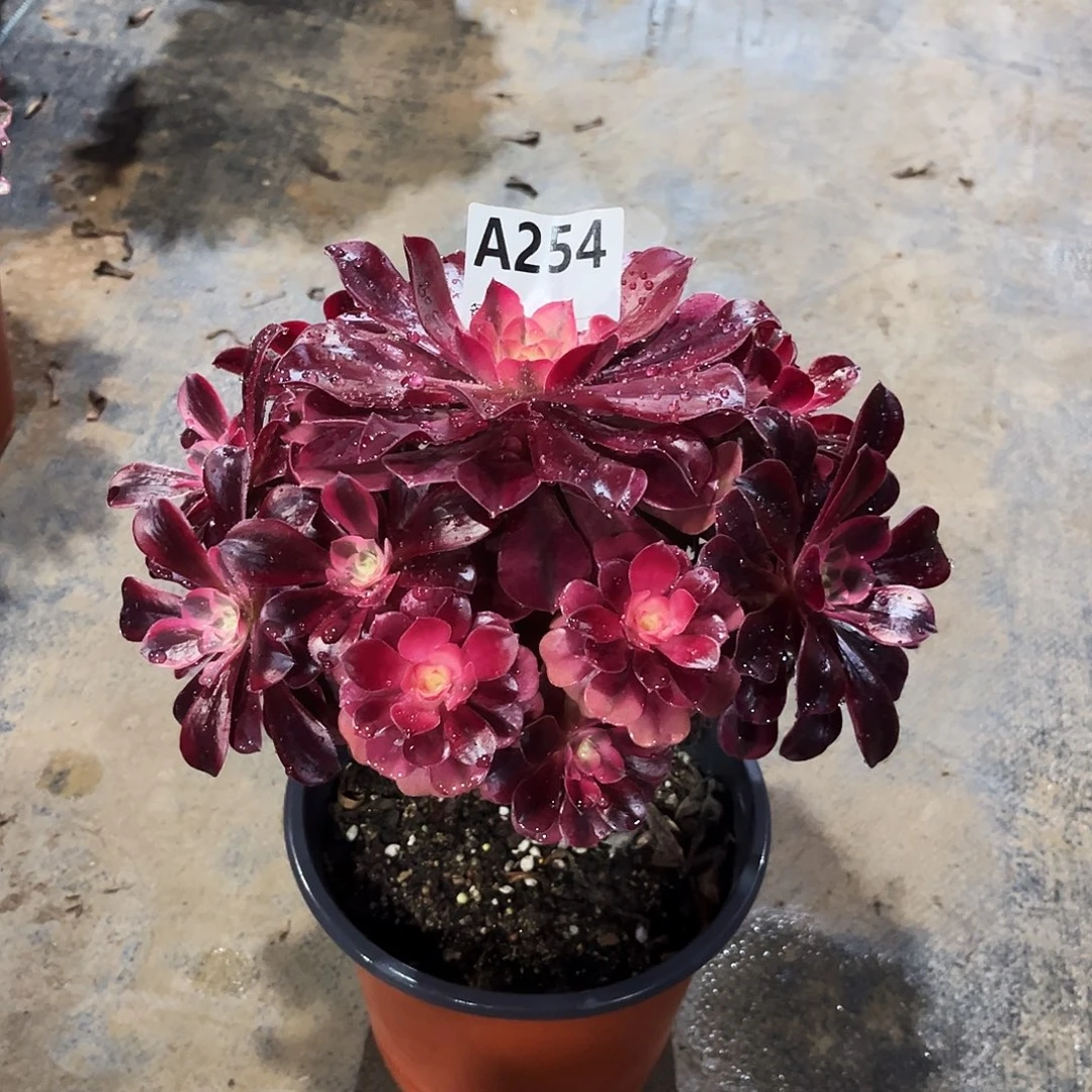 多肉植物美杜莎254多肉