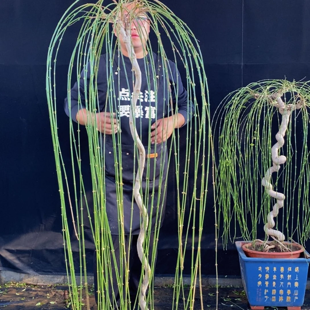 三台迎春，一物一拍，落叶