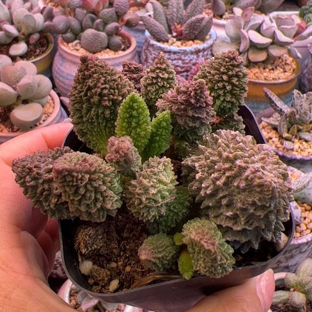 朱紫玉。