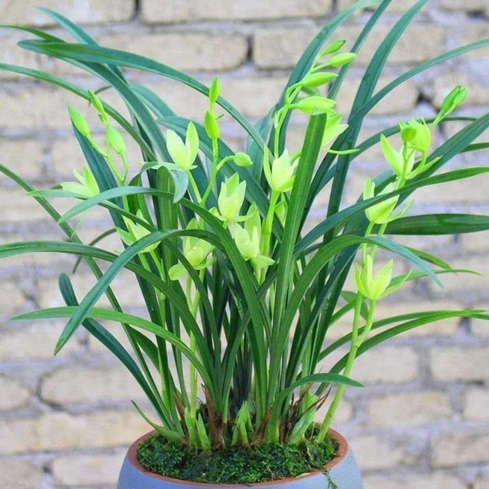 兰花苗建兰四季兰素心七仙女不带花苞浓香型客厅花卉阳台绿植盆栽