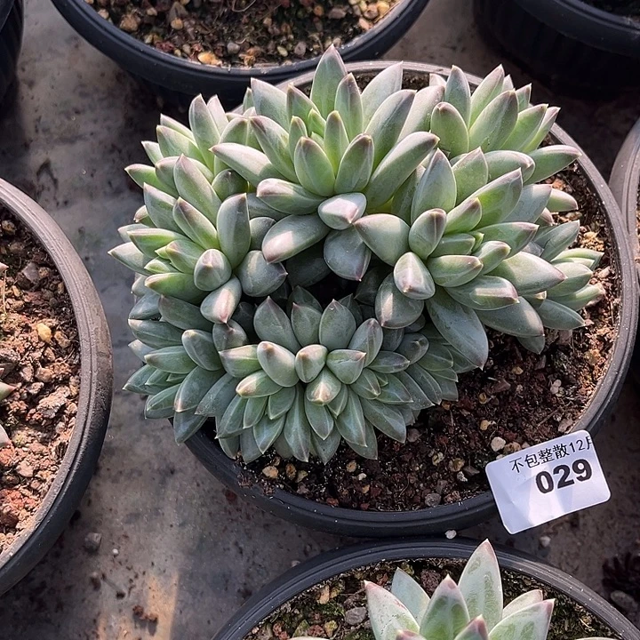 阿雅园艺。      029