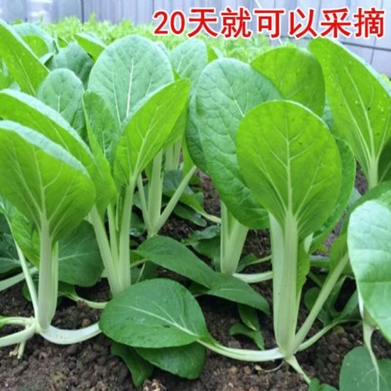 四季易种植小白菜种子种籽家庭园艺种植蔬菜种子易种优质栽培浇水