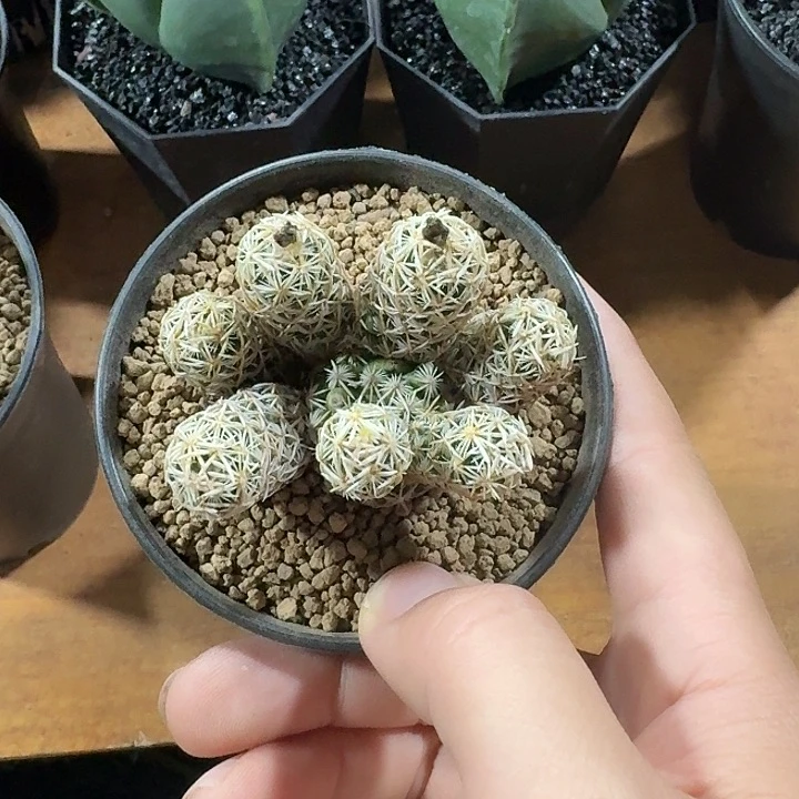 樱*川紫王子仙人球123