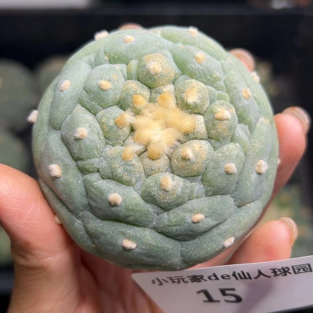 15  有根 仙人球的世界