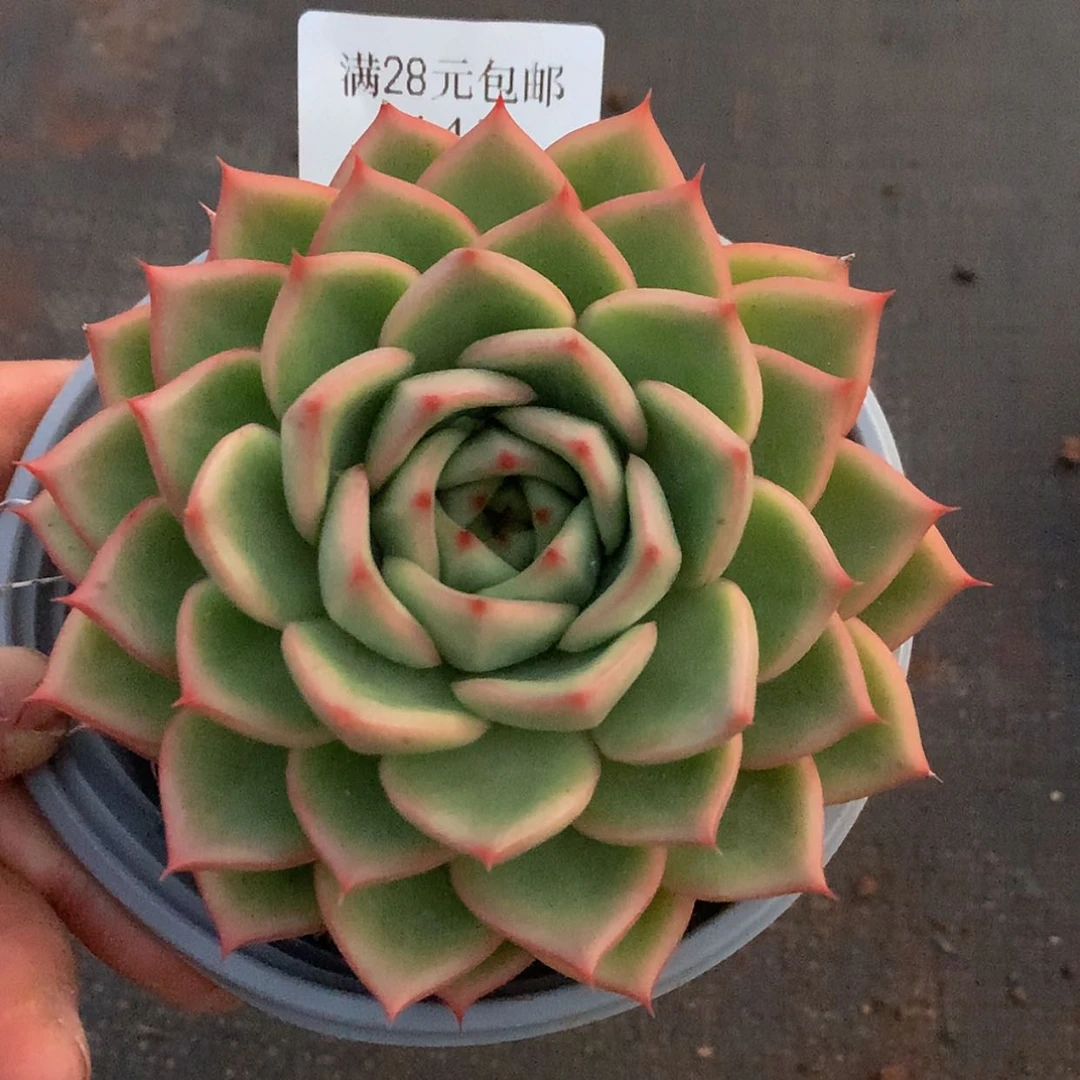 【闪购商品】云445号