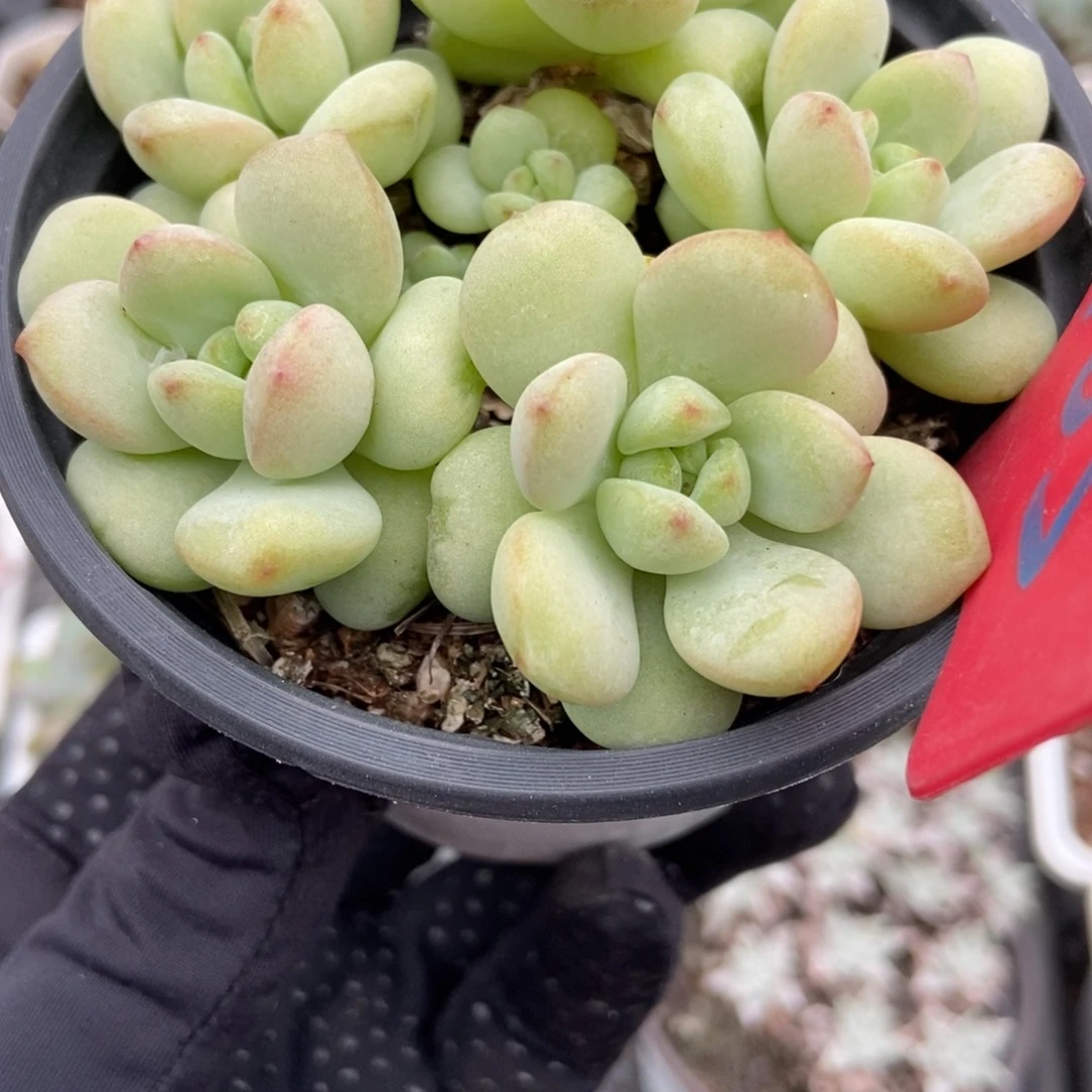 985阳光玫瑰多肉植物