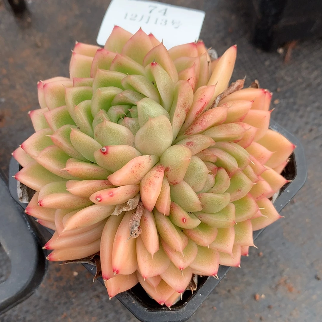 【闪购商品】云74号