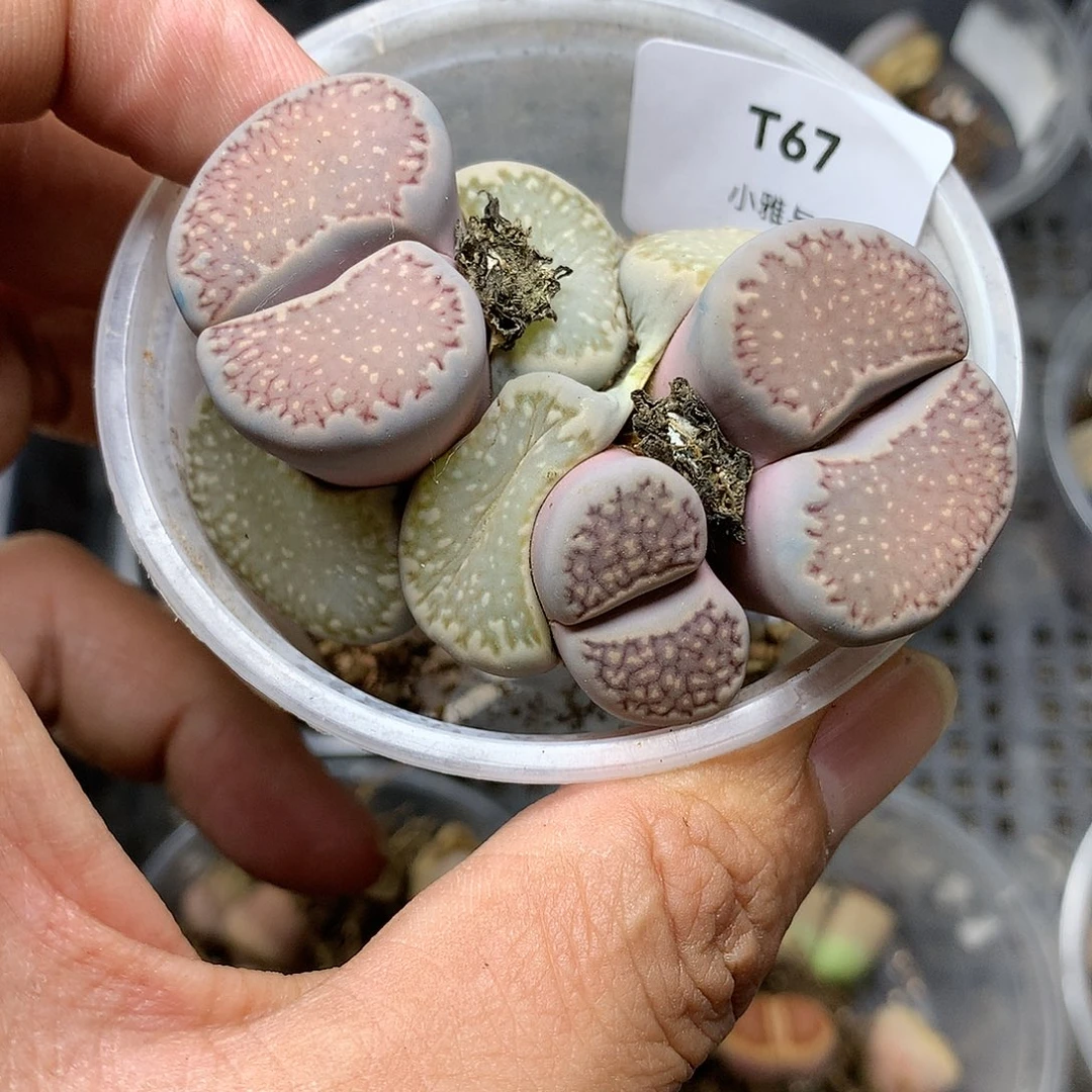 T67多肉植物保护