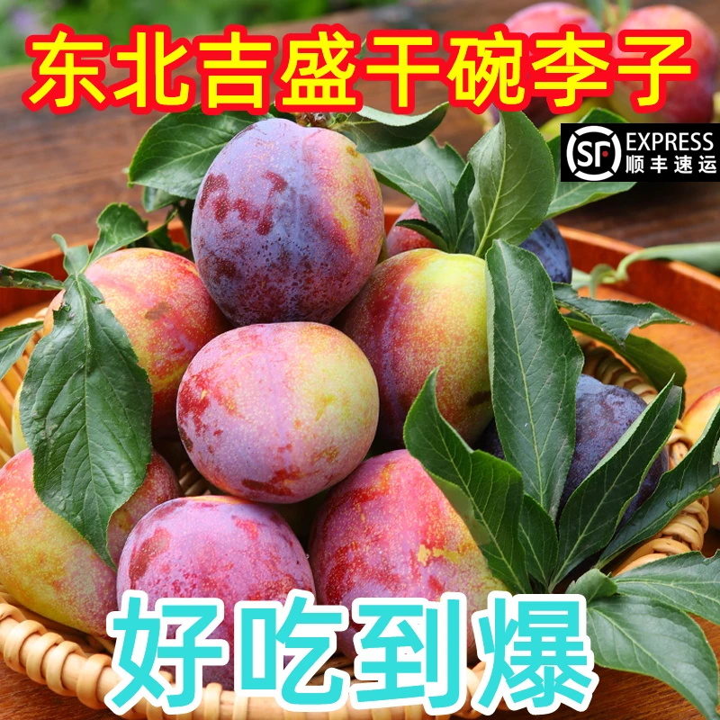 【顺丰】新鲜吉盛干核牛心李子吉林干碗桃李子东北特产水果一份包邮