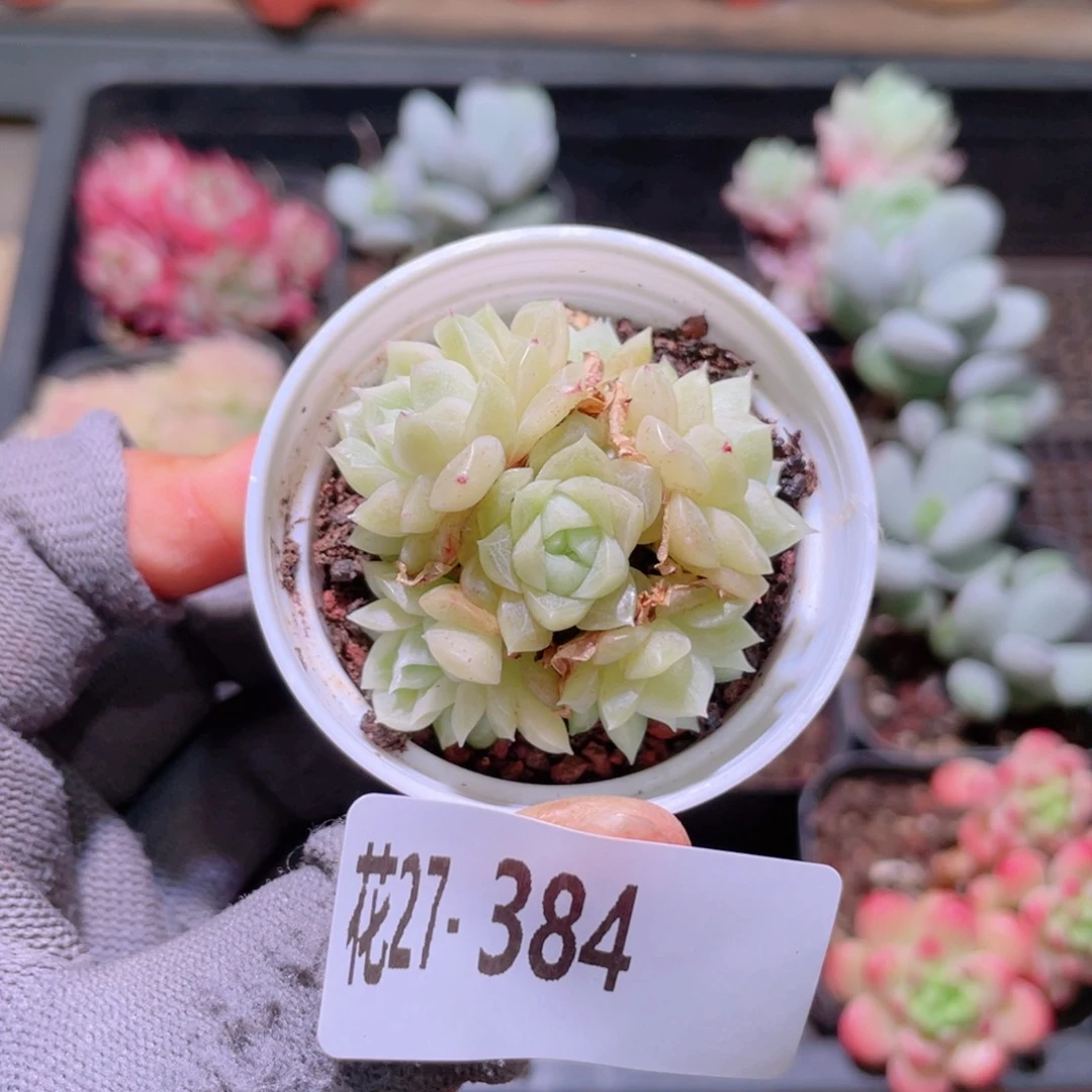 i**i花利美27-384麦秆含盆土