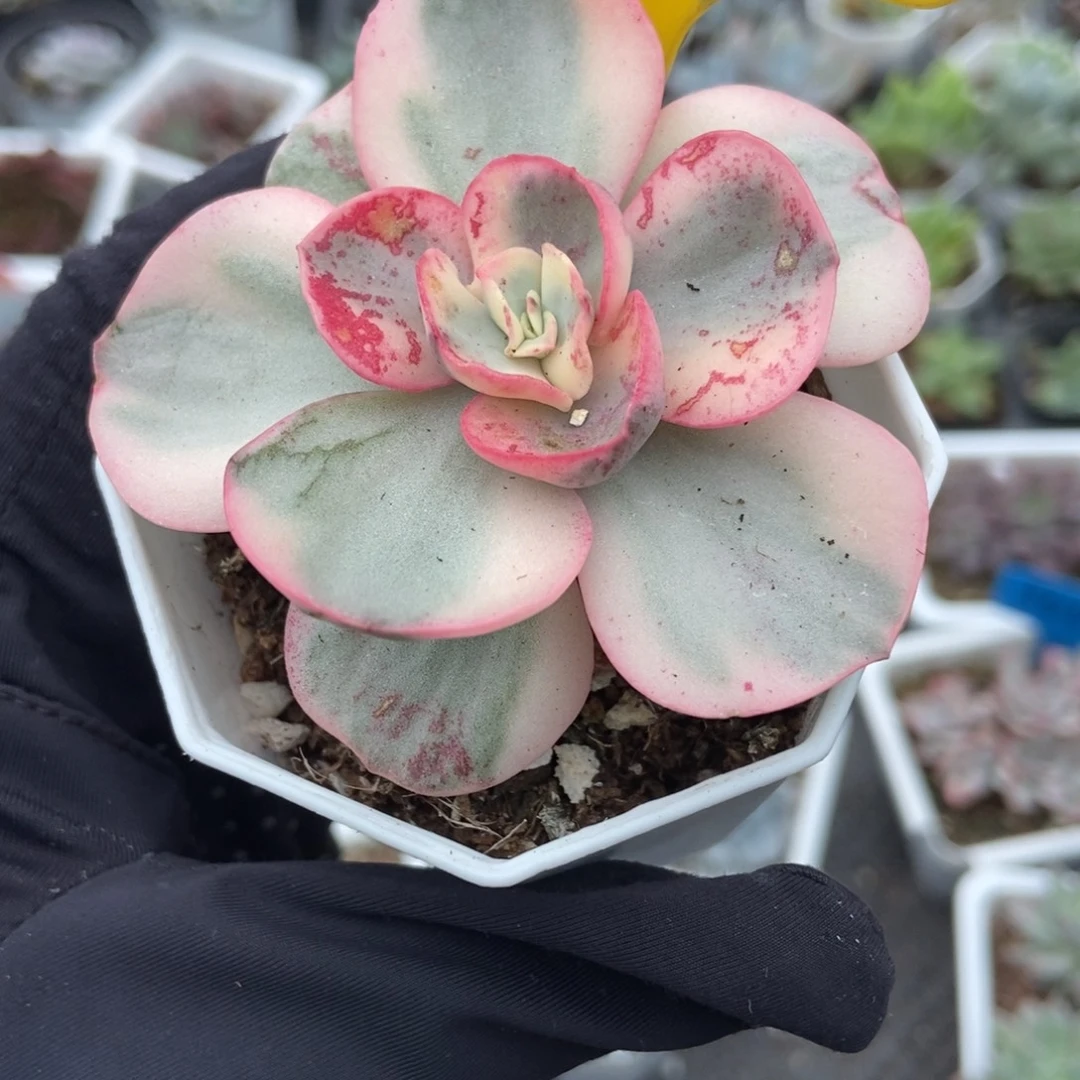 929秀妍锦多肉植物多肉