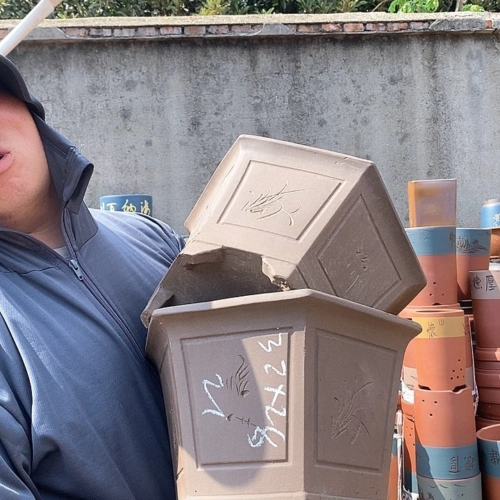 紫砂花盆盆栽植物观赏种植