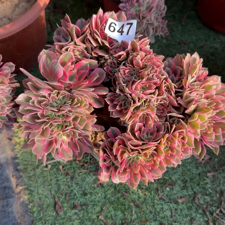 糖果女巫法师缀化647