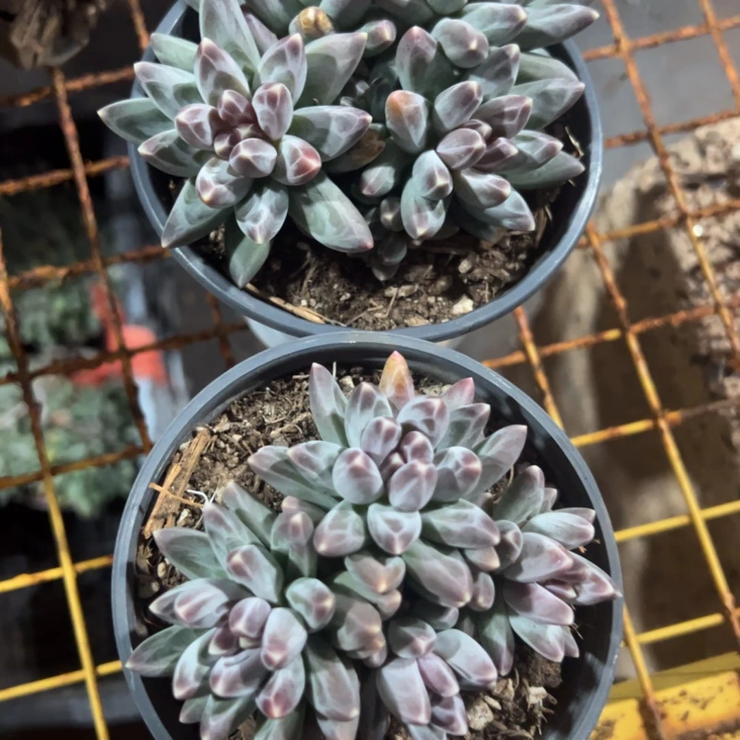 多肉植物凤羽二个