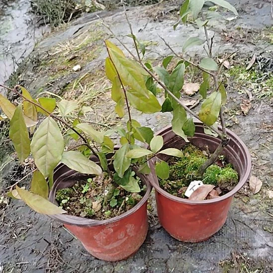 将军金弹子盆景园