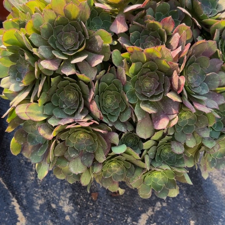 200多肉植物一物一拍