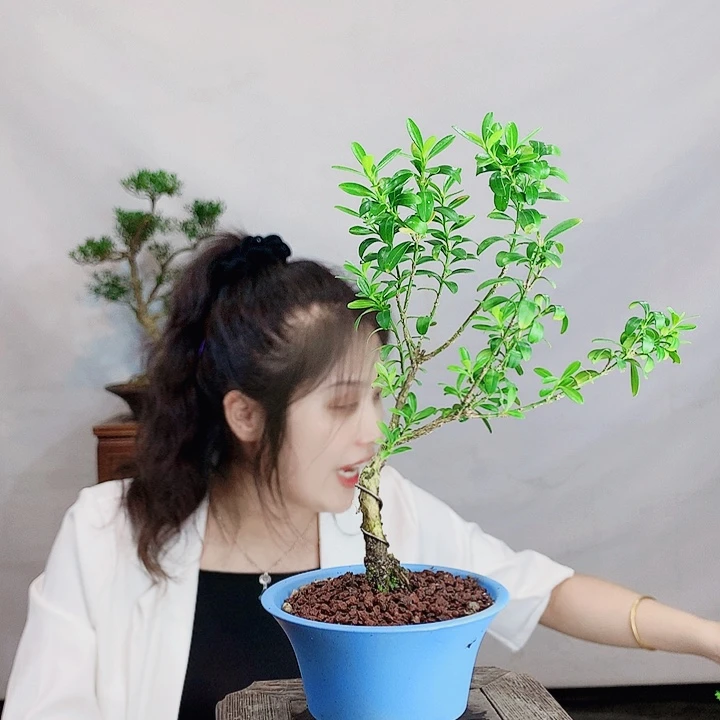 无花朵吹**爹皱皮雀舌黄杨盆景