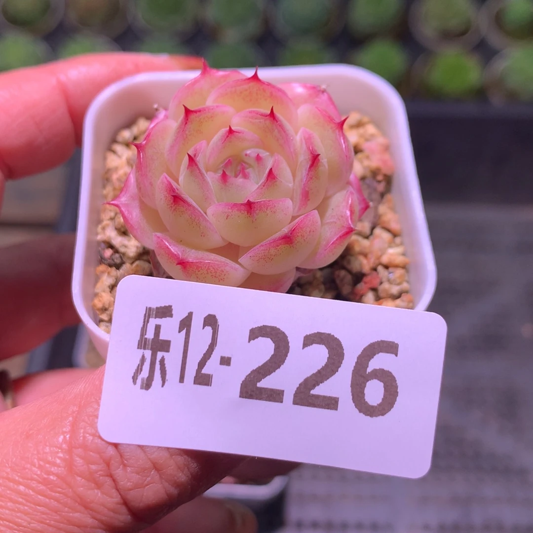 乐然12-226 麦秆