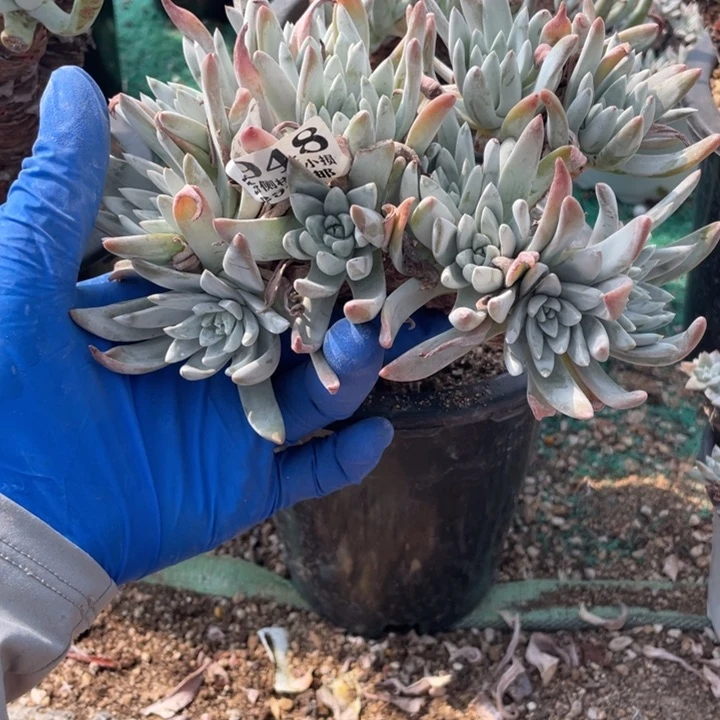 半***紗948号法瑞杂交多肉植物