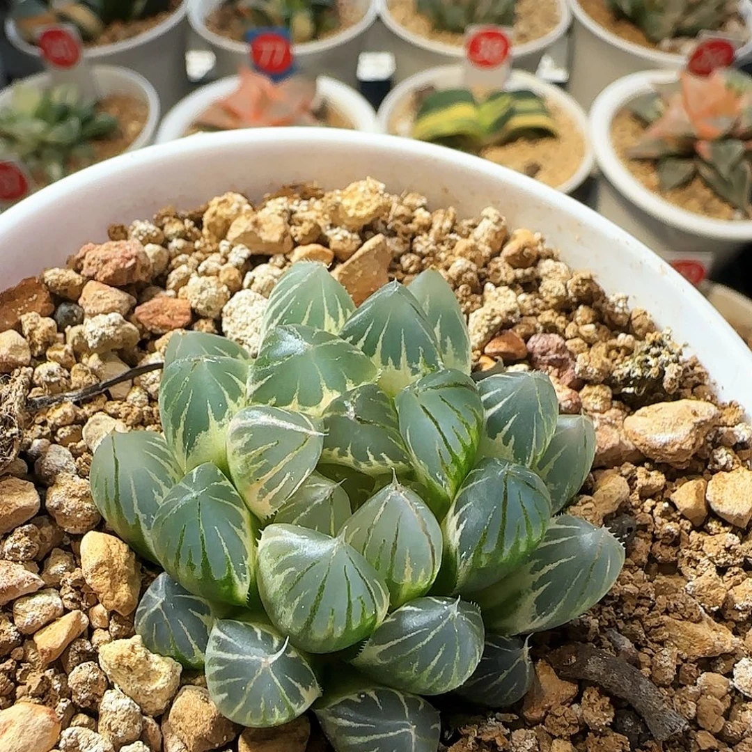 219号霓虹灯糊斑一物一拍带盆土