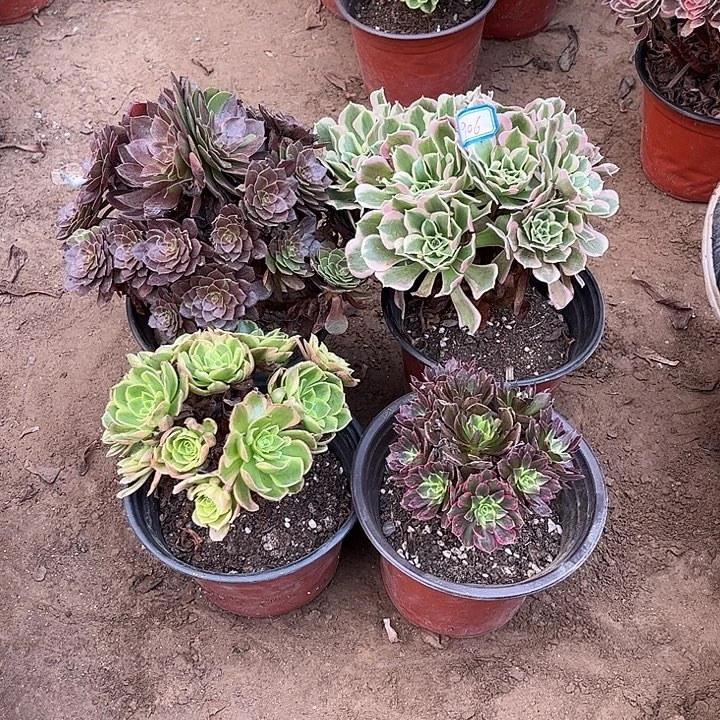 906多肉植物组合，