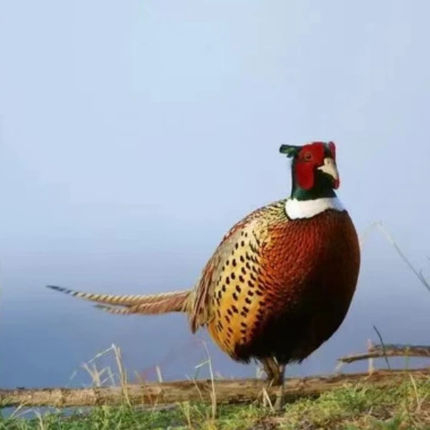 散养七彩山鸡新鲜现杀顺丰包邮可炖汤营养滋补