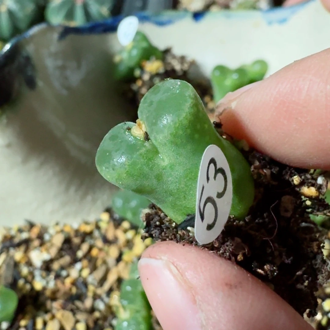 姬**君53......多肉....