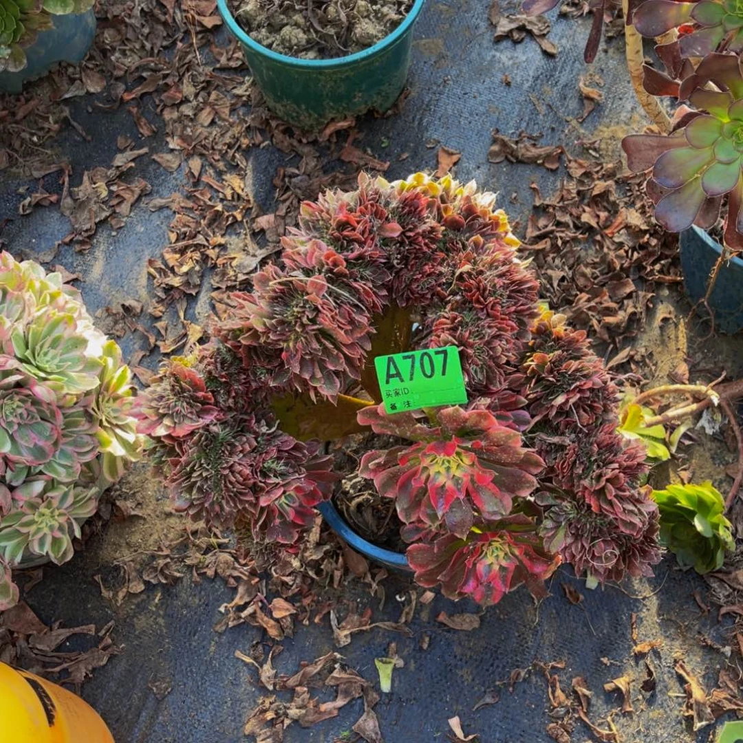 香妃法师缀化1-6¥¥¥