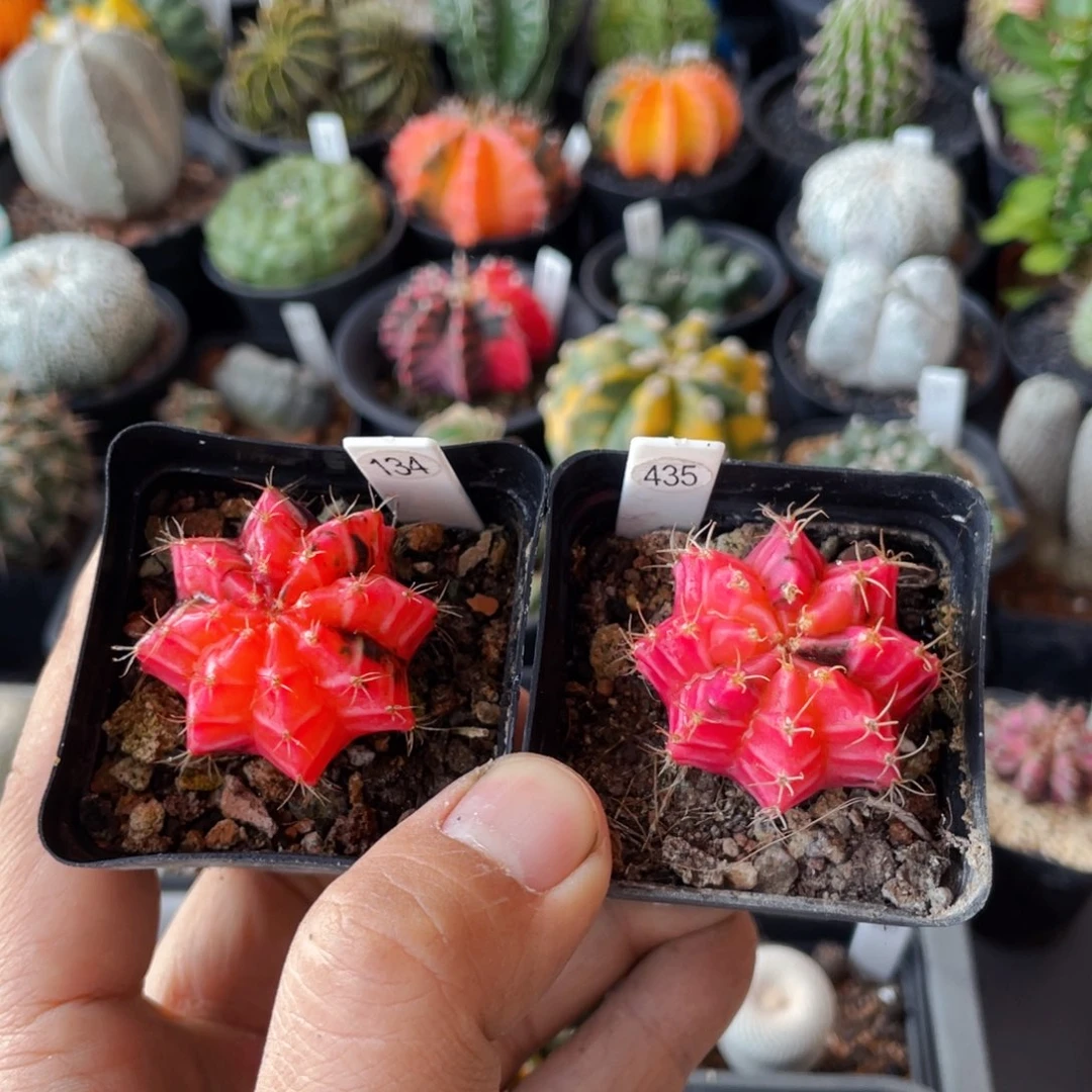 仙人球满28包邮盆口径5公分米哈锦