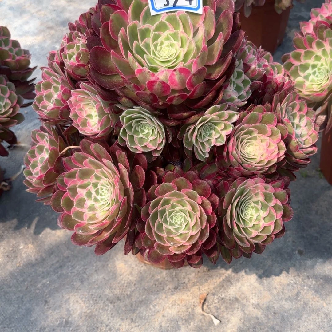 无花朵374孔雀翎多肉植物
