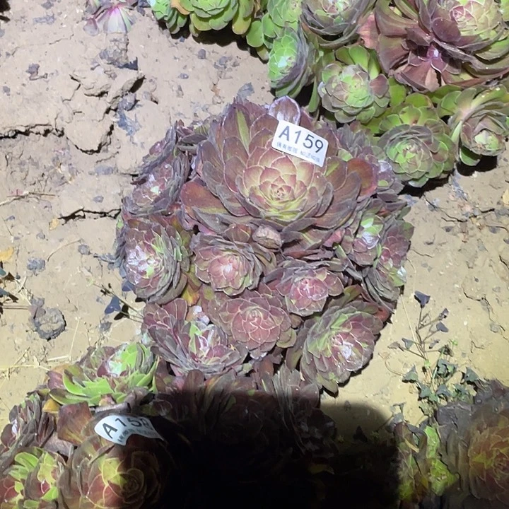 多肉植物法师159花月夜