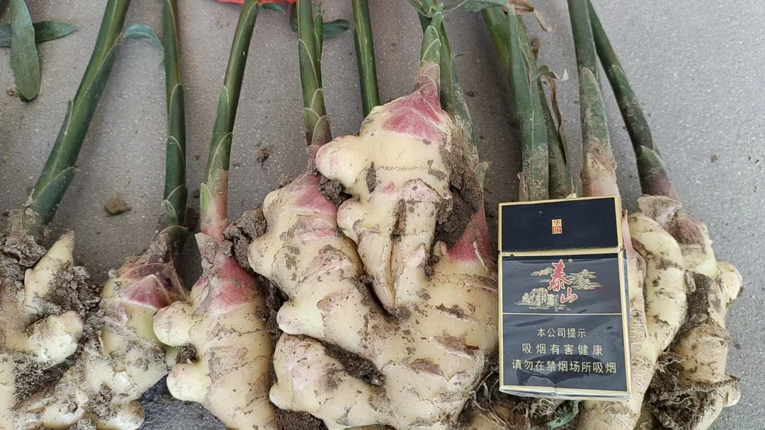 山东生姜（解护）动物蛋白生姜提苗