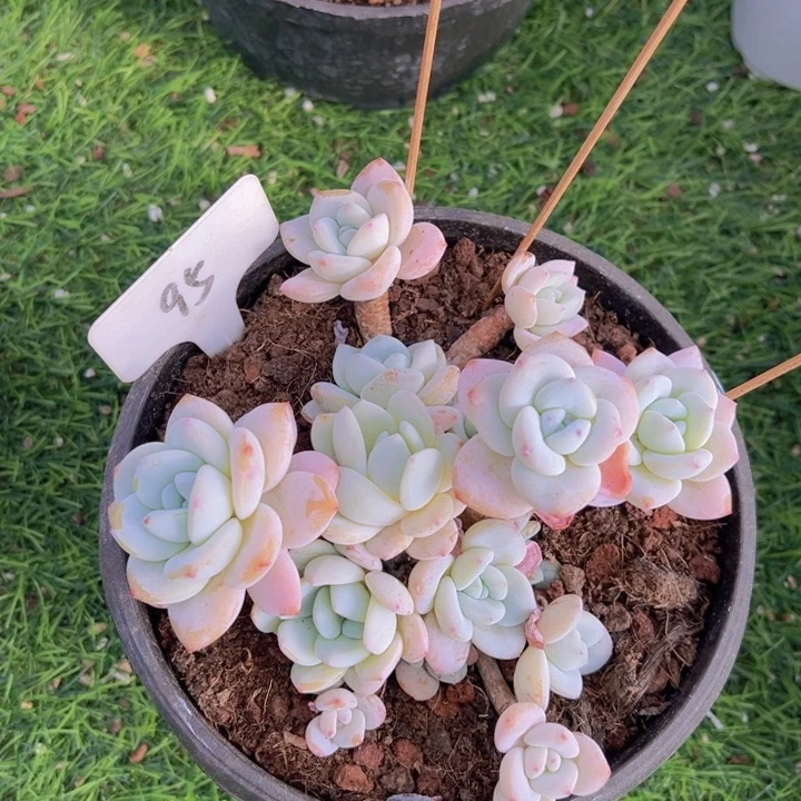 健健康康平平安安