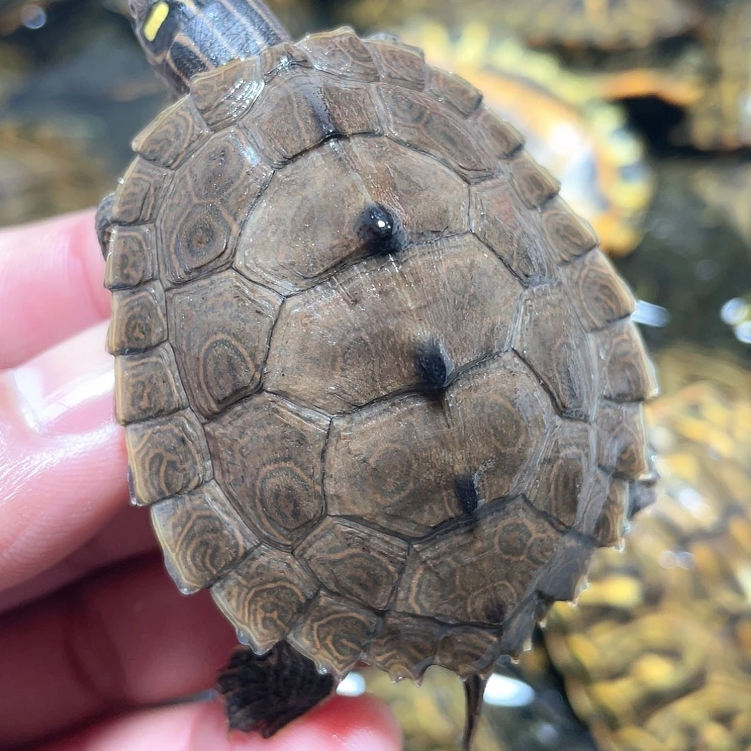 宠物龟不分公母5.7天屎眼